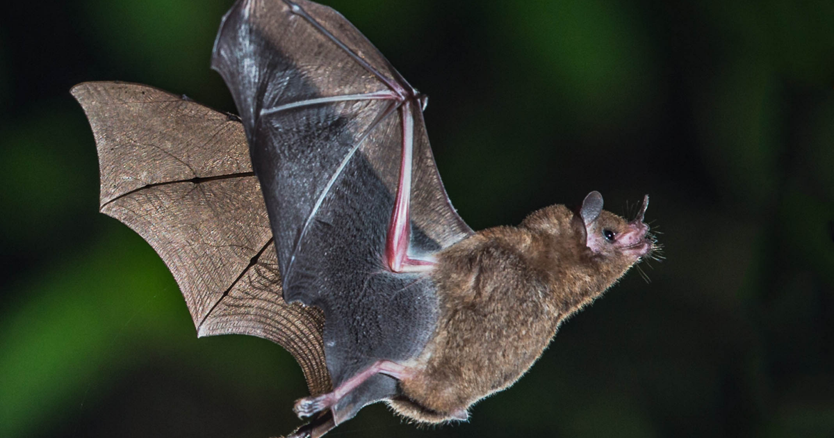 Rabid bats found in West and North Berkeley | City