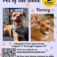 PAWS Pet-Of-The-Week | Coronado City News