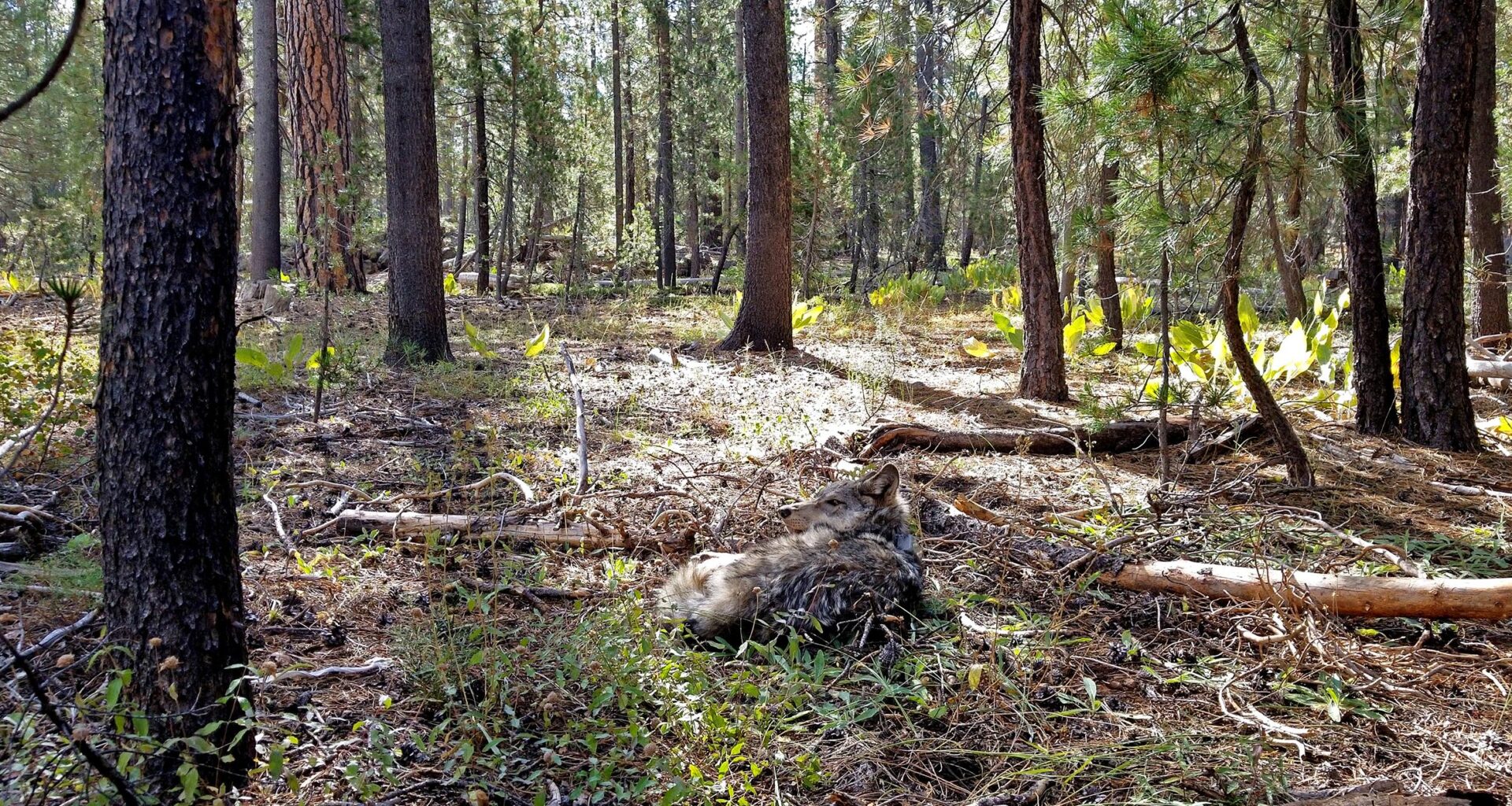 Rare sighting of endangered gray wolf in Lake County brings hope of California comeback