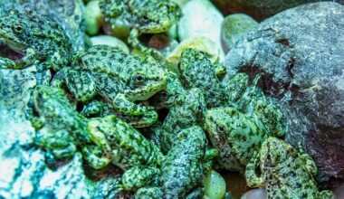 A California frog is on the brink of extinction. Long Beach’s aquarium has a plan to save it | National News