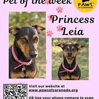 PAWS Pet-Of-The-Week | Coronado City News