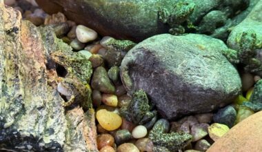 An endangered frog nursery in LA cares for hundreds of tadpoles until they're ready for the wild