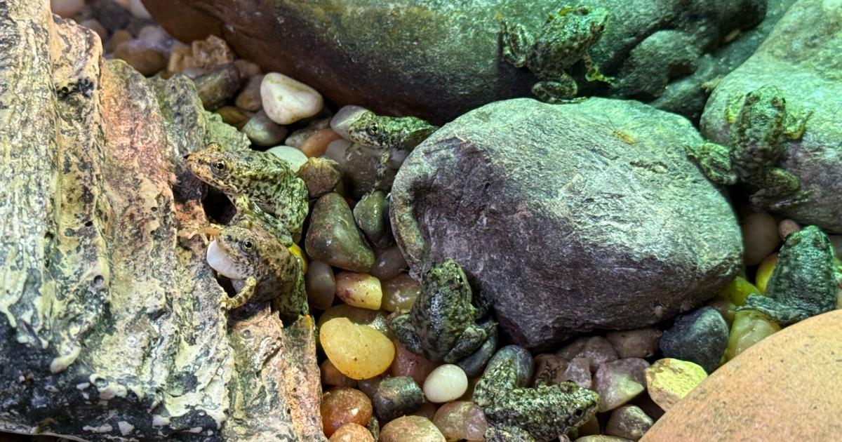 An endangered frog nursery in LA cares for hundreds of tadpoles until they're ready for the wild