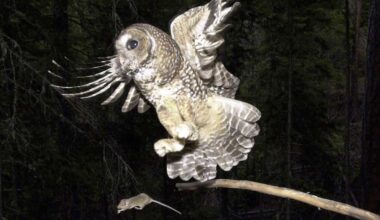 Killing endangered animals now legal if they aren't the target