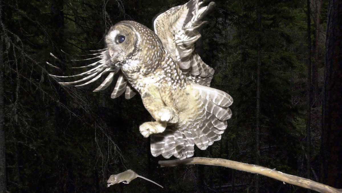Killing endangered animals now legal if they aren't the target