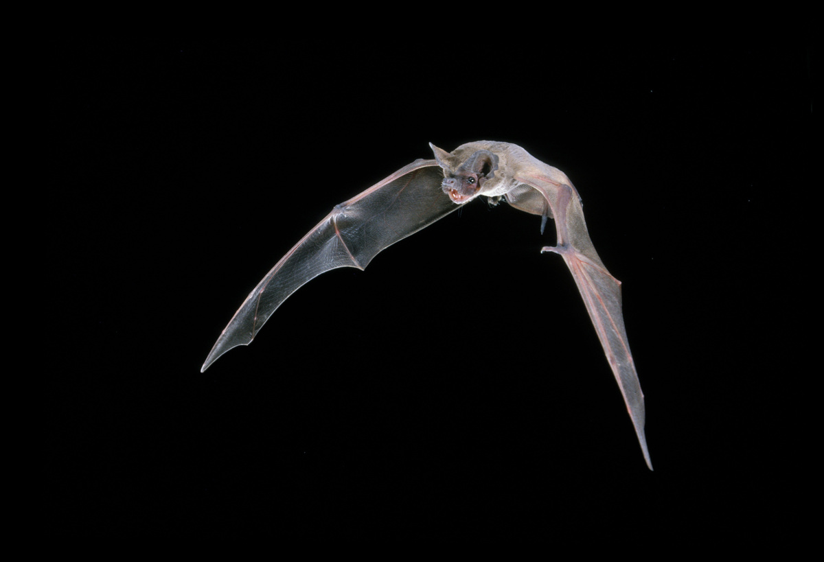 Rabies is found in about 200 animals each year in California.
