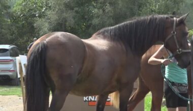 Oakland County returns nearly 40 horses to owner with no charges filed