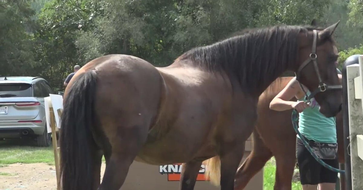 Oakland County returns nearly 40 horses to owner with no charges filed