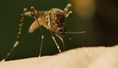 West Nile virus cases rise in California, Stanislaus County reports hospitalizations
