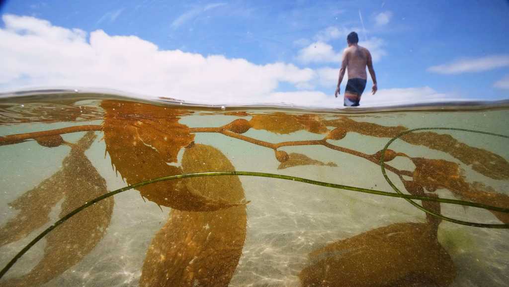 California officials allow plans for the country's biggest kelp farm to move forward