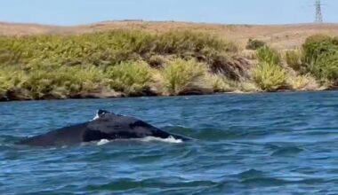 A humpback whale was spotted in a California river, 60 miles from its Pacific Ocean home :: WRAL.com