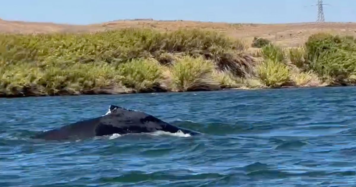 A humpback whale was spotted in a California river, 60 miles from its Pacific Ocean home :: WRAL.com