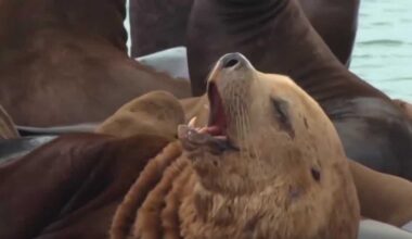 Steller sea lion dubbed 'Beef Buddy' spotted at SF's Pier 39