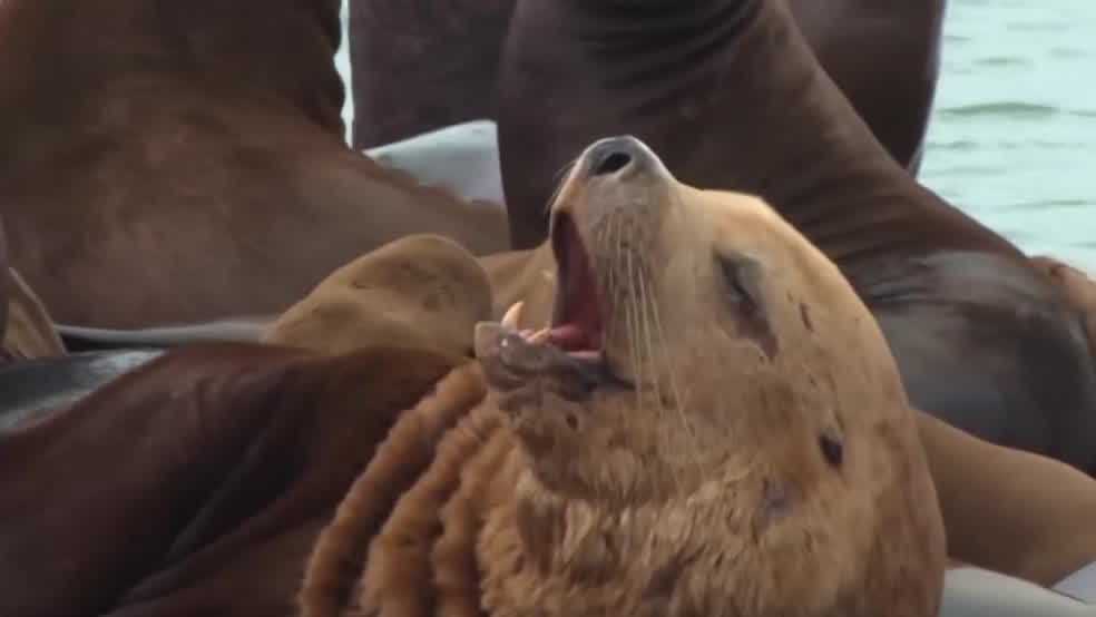 Steller sea lion dubbed 'Beef Buddy' spotted at SF's Pier 39