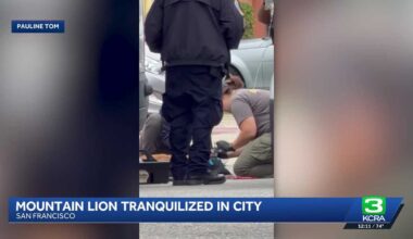 Watch: Mountain lion captured in San Francisco
