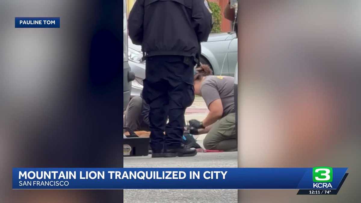 Watch: Mountain lion captured in San Francisco