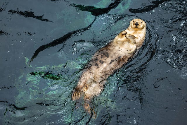 ivy, a blonde sea otter, swims on her back at the monterey bay aquarium. ivy, a blonde sea otter, swims on her back at the monterey bay aquarium.