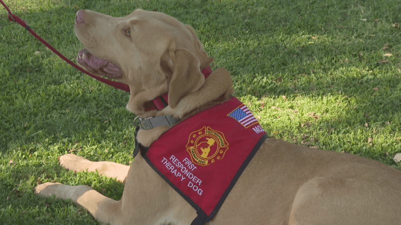 Gilmore is Molly's handler and said Molly is eager to get to work (PHOTO: PHOTOJOURNALIST CHASE GAUTHIER).
