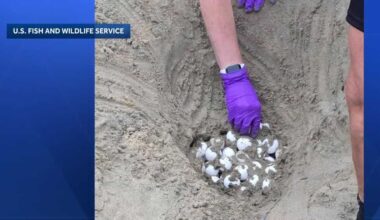 Orange County sea turtle eggs moved to Long Beach aquarium