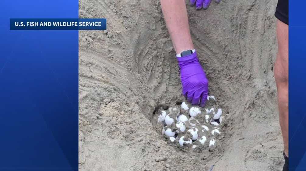 Orange County sea turtle eggs moved to Long Beach aquarium