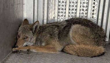 Morning Roundup: Animal control officers rescue trapped coyote in Oakland