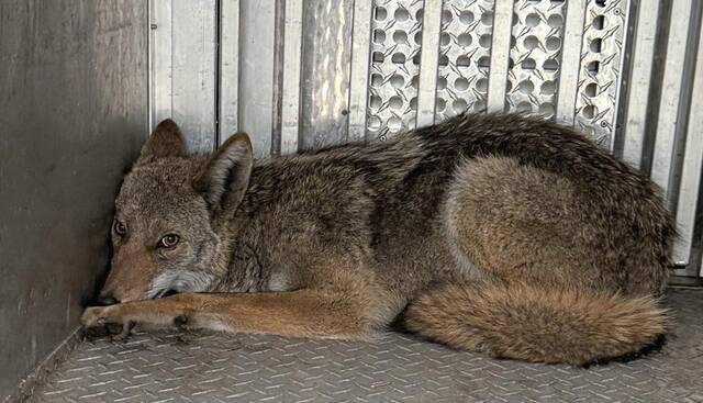 Morning Roundup: Animal control officers rescue trapped coyote in Oakland