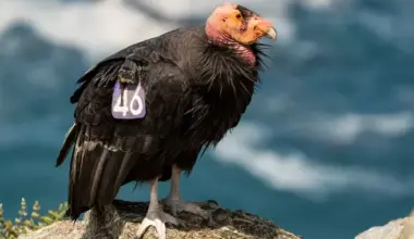 California Sues Over Trump’s Changes to Endangered Species Act, Arguing They Threaten Habitat | Lost Coast Outpost