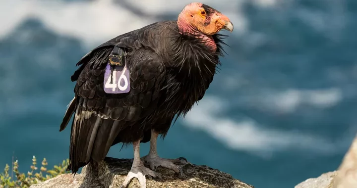 California Sues Over Trump’s Changes to Endangered Species Act, Arguing They Threaten Habitat | Lost Coast Outpost