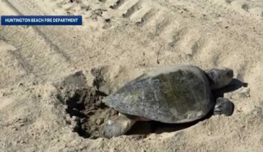 El Nino likely drives sea turtles to nest on California beaches