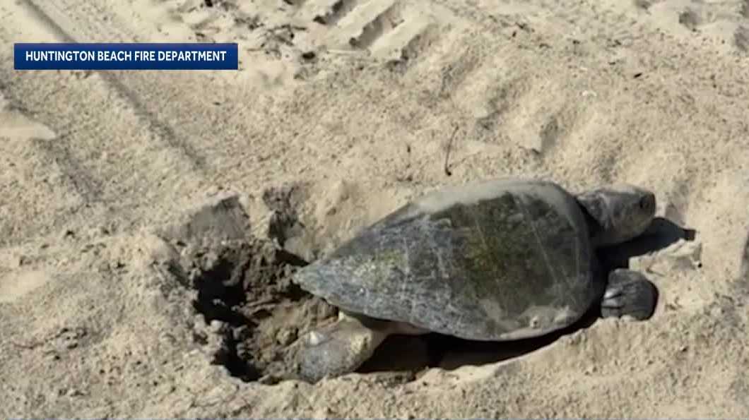 El Nino likely drives sea turtles to nest on California beaches