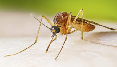 Mosquito