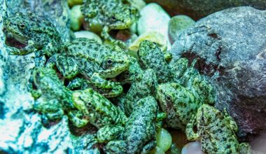 Long Beach’s Aquarium to save a nearly extinct California frog – NBC Los Angeles