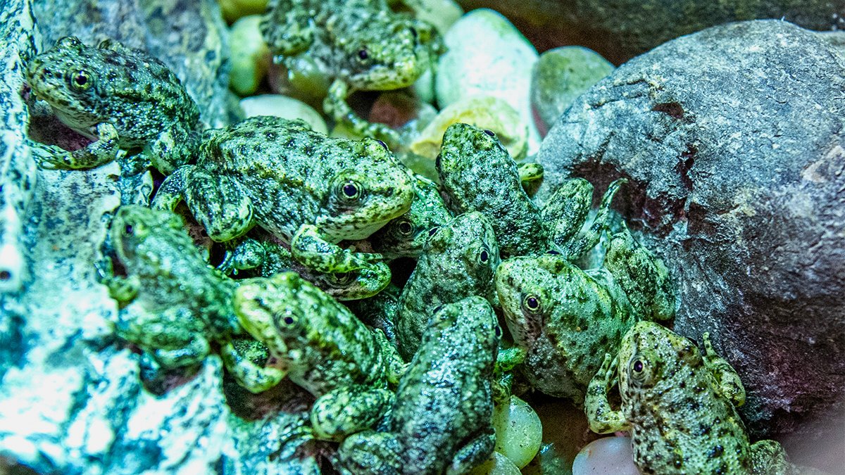 Long Beach’s Aquarium to save a nearly extinct California frog – NBC Los Angeles