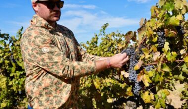 ‘The kids just aren’t drinking as much’: California’s wine country is drowning in unwanted grapes