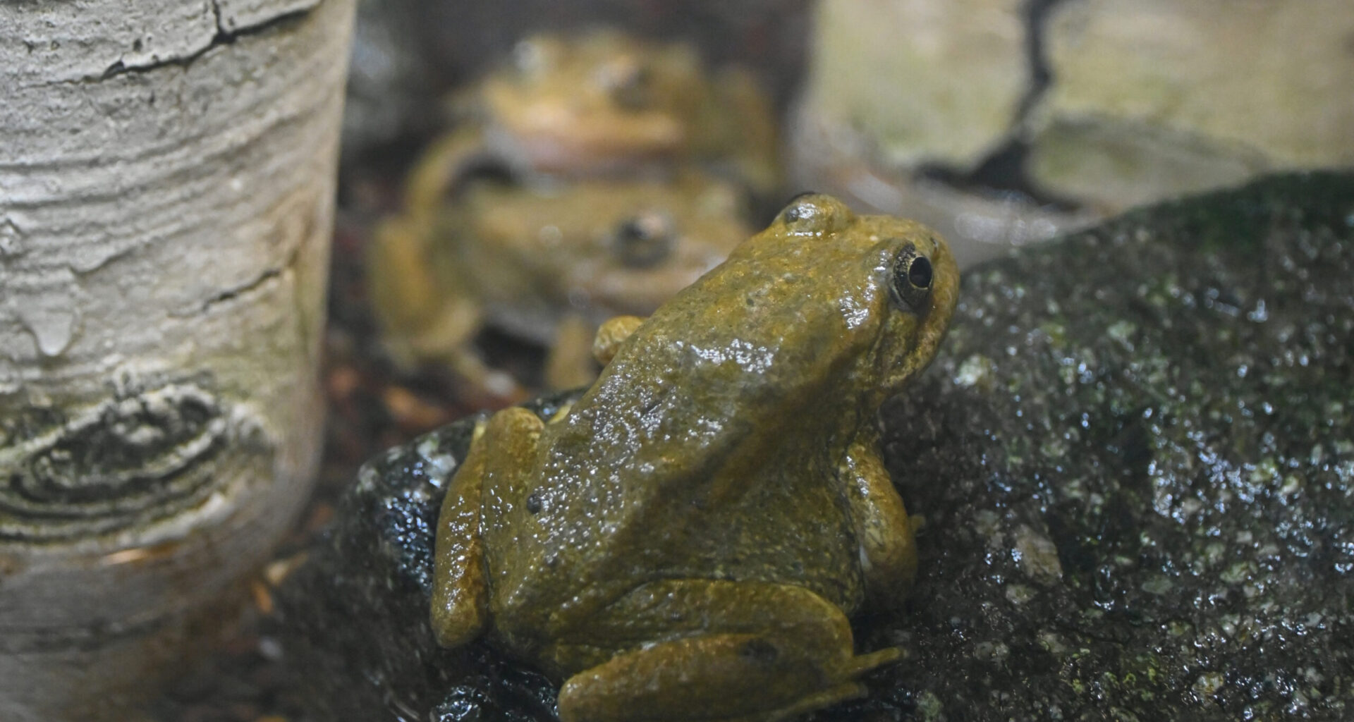 L.A. Zoo Releases 650 Endangered Frogs Into the Wild