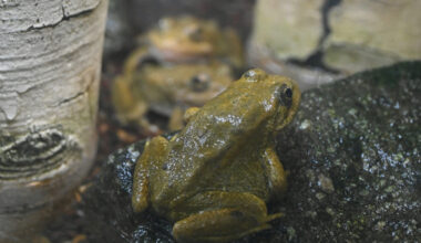 L.A. Zoo Releases 650 Endangered Frogs Into the Wild