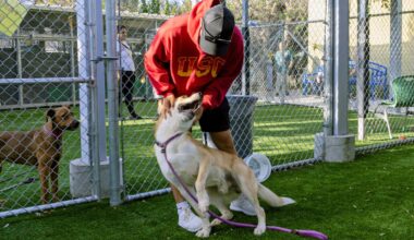 Dozens of LA shelter dogs enjoy day out and about – NBC Los Angeles