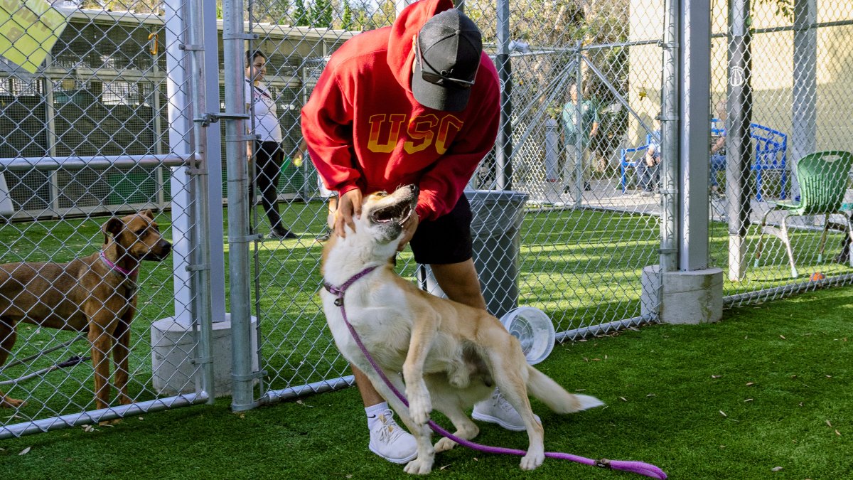 Dozens of LA shelter dogs enjoy day out and about – NBC Los Angeles