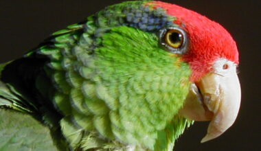 L.A.’s Wild Parrots Take Center Stage at Hollywood Lecture