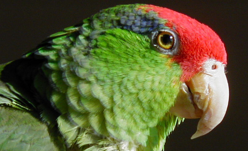 L.A.’s Wild Parrots Take Center Stage at Hollywood Lecture