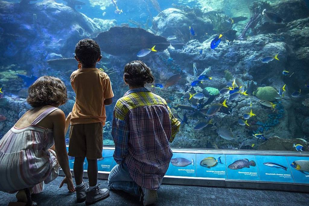 Children looking into an aquarium