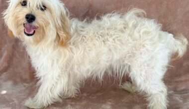 East Bay pets of the week for Sept. 11
