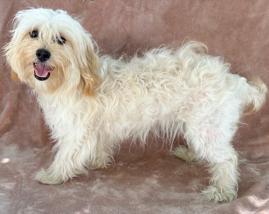 East Bay pets of the week for Sept. 11