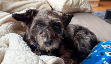 East Bay pets of the week for Sept. 18