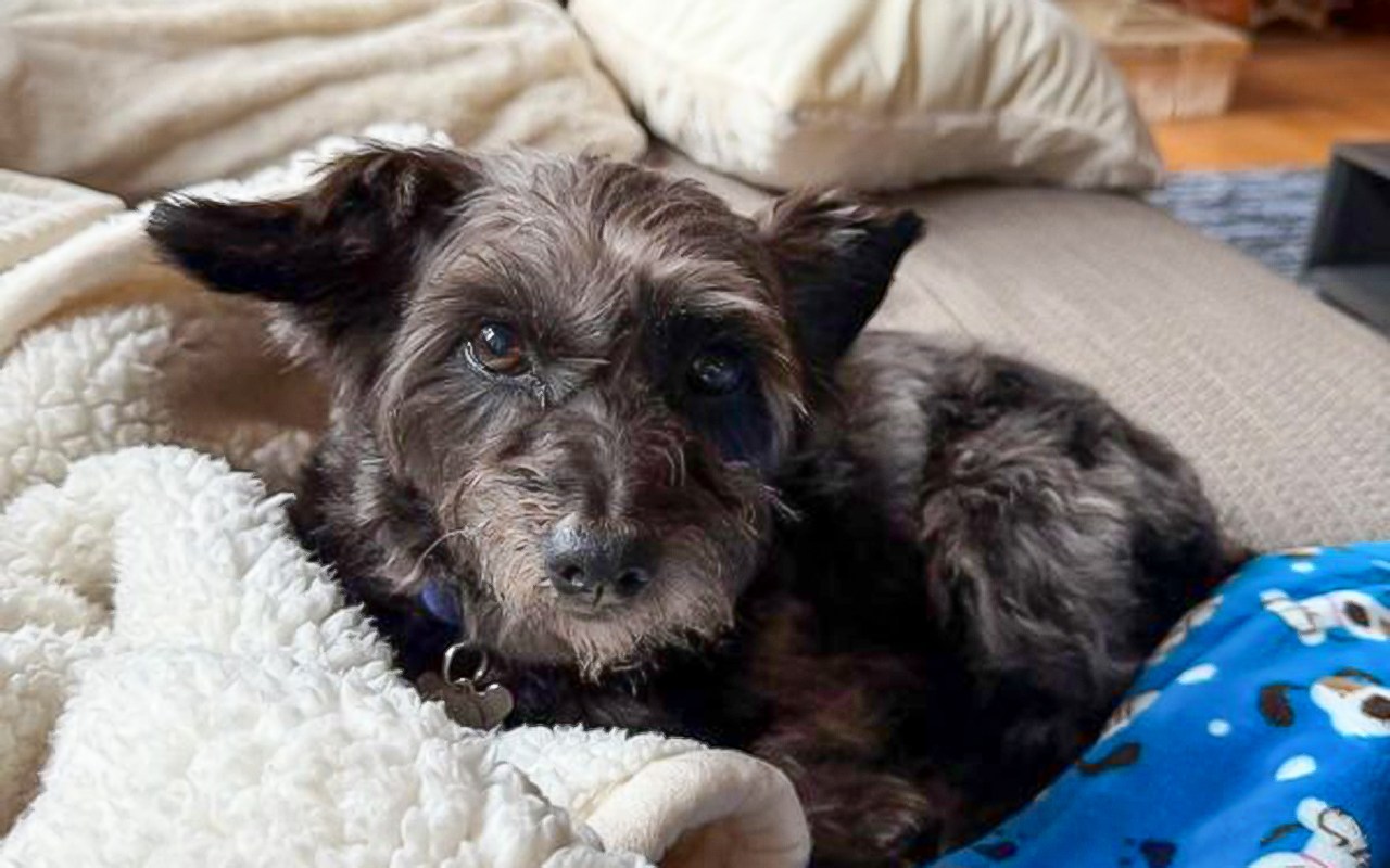 East Bay pets of the week for Sept. 18