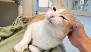 East Bay pets of the week for Sept. 25