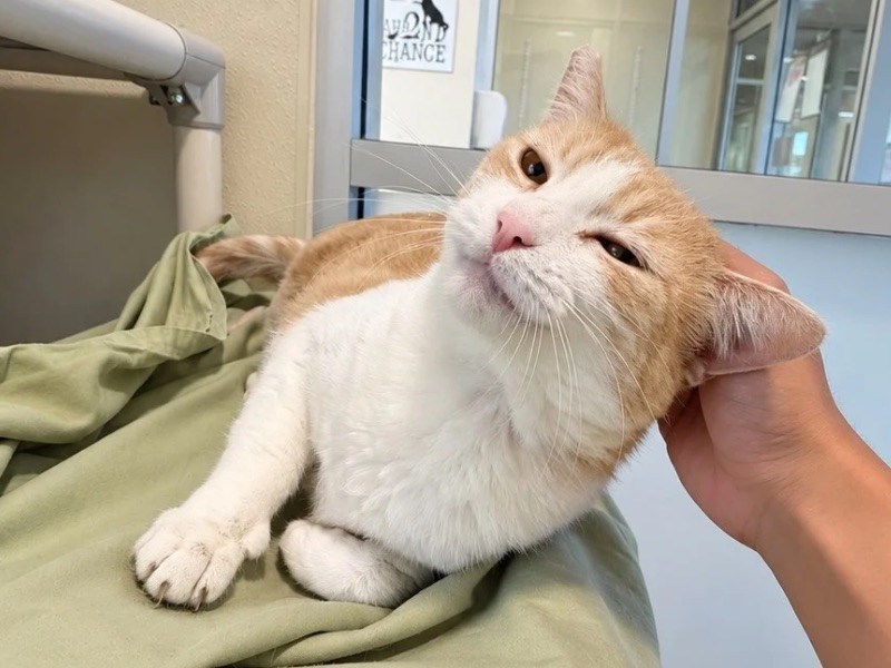 East Bay pets of the week for Sept. 25