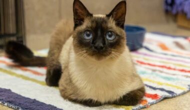 East Bay pets of the week for Oct. 2