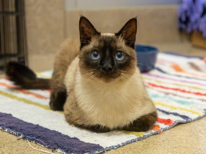 East Bay pets of the week for Oct. 2