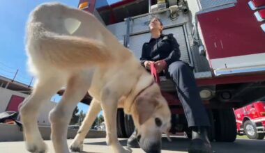 Fire detection K-9 teams train in Chula Vista – NBC 7 San Diego